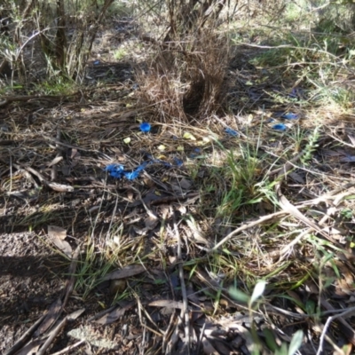 Ptilonorhynchus violaceus (Satin Bowerbird) at Queanbeyan West, NSW - 2 Dec 2023 by Paul4K