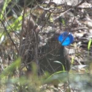 Ptilonorhynchus violaceus at Bicentennial Park - 3 Dec 2023