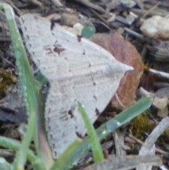 Dichromodes estigmaria (Pale Grey Heath Moth) at Queanbeyan West, NSW - 2 Dec 2023 by Paul4K