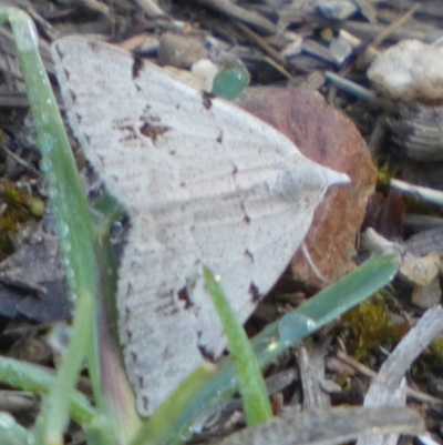 Dichromodes estigmaria (Pale Grey Heath Moth) at Bicentennial Park - 2 Dec 2023 by Paul4K