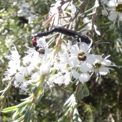 Rhagigaster ephippiger (Smooth flower wasp) at Queanbeyan West, NSW - 2 Dec 2023 by Paul4K