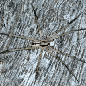 Argoctenus sp. (genus) at Ainslie, ACT - 22 Nov 2023 09:33 PM