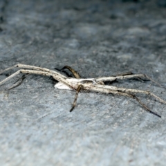 Argoctenus sp. (genus) at Ainslie, ACT - 22 Nov 2023