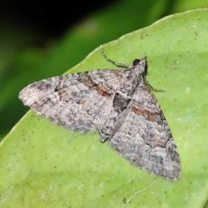 Phrissogonus laticostata at Turner, ACT - 2 Dec 2023