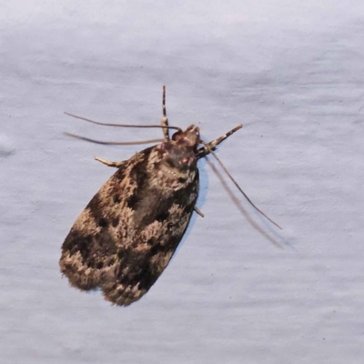Barea confusella (A Concealer moth) at Turner, ACT - 2 Dec 2023 by ConBoekel