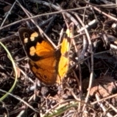 Heteronympha merope (Common Brown Butterfly) at Mount Majura - 2 Dec 2023 by Louisab