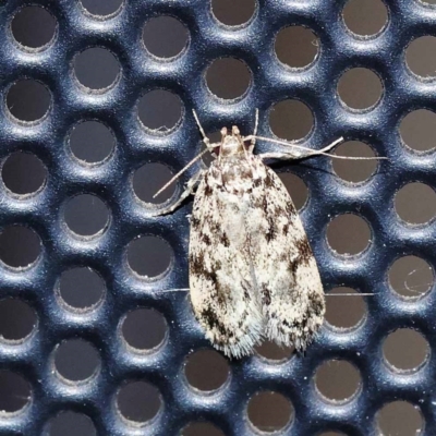 Barea codrella (A concealer moth) at Turner, ACT - 2 Dec 2023 by ConBoekel