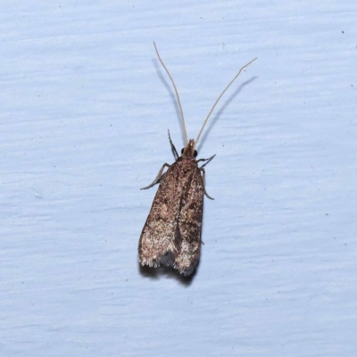 Achoria inopina (A Longhorned Moth (family Leciithoceridae)) at Turner, ACT - 2 Dec 2023 by ConBoekel