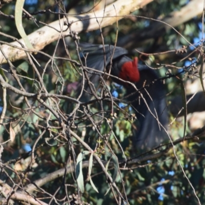 Callocephalon fimbriatum (Gang-gang Cockatoo) at QPRC LGA - 2 Dec 2023 by LyndalT