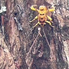 Xanthopimpla sp. (genus) (A yellow Ichneumon wasp) at Acton, ACT - 3 Dec 2023 by YellowButton