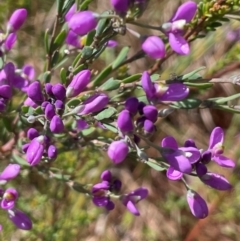 Comesperma retusum (Mountain Milkwort) at Gibraltar Pines - 2 Dec 2023 by JaneR