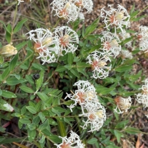 Pimelea treyvaudii at Gibraltar Pines - 2 Dec 2023 12:53 PM