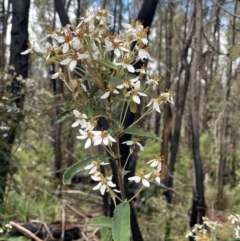 Olearia megalophylla (Large-leaf Daisy-bush) at Gibraltar Pines - 2 Dec 2023 by JaneR