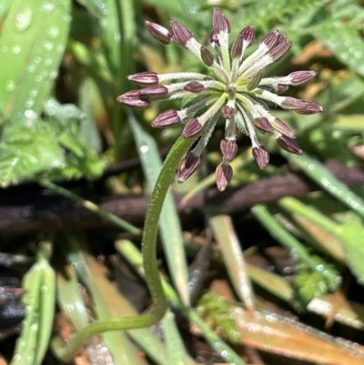 Oreomyrrhis eriopoda (Australian Carraway) at Paddys River, ACT - 2 Dec 2023 by JaneR