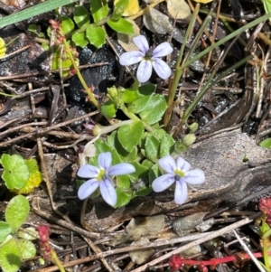 Lobelia pedunculata at Gibraltar Pines - 2 Dec 2023