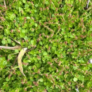 Gonocarpus micranthus subsp. micranthus at Gibraltar Pines - 2 Dec 2023