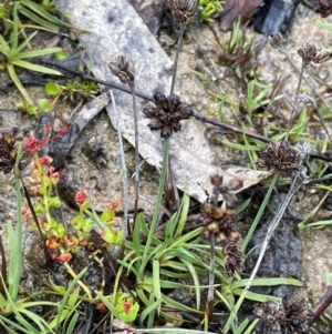 Juncus falcatus at Gibraltar Pines - 2 Dec 2023