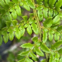 Polystichum proliferum (Mother Shield Fern) at Paddys River, ACT - 2 Dec 2023 by JaneR