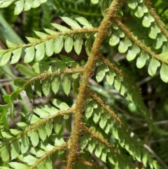 Polystichum proliferum at Gibraltar Pines - 2 Dec 2023 02:14 PM