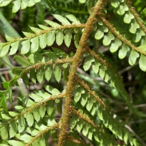 Polystichum proliferum at Gibraltar Pines - 2 Dec 2023 02:14 PM