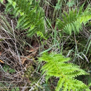 Polystichum proliferum at Gibraltar Pines - 2 Dec 2023 02:14 PM