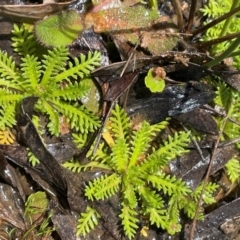 Cotula alpina (Alpine Cotula) at Paddys River, ACT - 2 Dec 2023 by JaneR