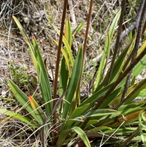 Stylidium armeria subsp. armeria at Gibraltar Pines - 2 Dec 2023