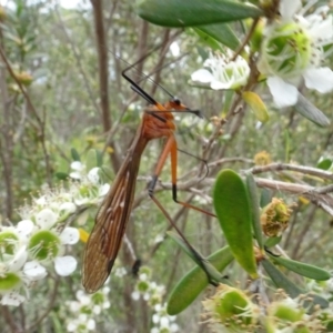 Harpobittacus australis at Sth Tablelands Ecosystem Park - 1 Dec 2023 03:37 PM