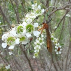 Harpobittacus australis at Sth Tablelands Ecosystem Park - 1 Dec 2023 03:37 PM