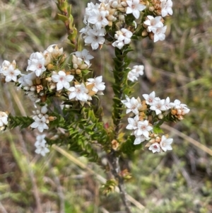 Epacris breviflora at Gibraltar Pines - 2 Dec 2023 02:38 PM