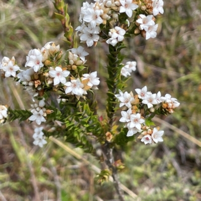 Epacris breviflora (Drumstick Heath) at Paddys River, ACT - 2 Dec 2023 by JaneR