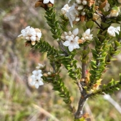 Epacris breviflora at Gibraltar Pines - 2 Dec 2023