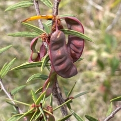 Acacia siculiformis (Dagger Wattle) at Paddys River, ACT - 2 Dec 2023 by JaneR