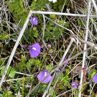 Utricularia dichotoma (Fairy Aprons, Purple Bladderwort) at Paddys River, ACT - 2 Dec 2023 by JaneR