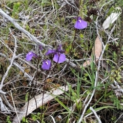 Utricularia dichotoma at Gibraltar Pines - 2 Dec 2023 02:46 PM