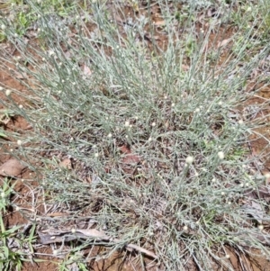 Calocephalus citreus at Lake Burley Griffin West - 3 Dec 2023