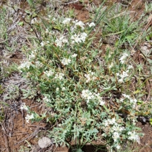 Pimelea glauca at Lake Burley Griffin Central/East - 3 Dec 2023