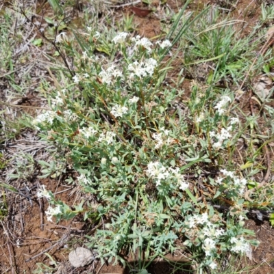 Pimelea glauca (Smooth Rice Flower) at Yarralumla, ACT - 3 Dec 2023 by jpittock
