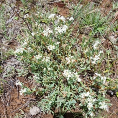 Pimelea glauca (Smooth Rice Flower) at Lake Burley Griffin Central/East - 3 Dec 2023 by jpittock