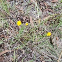 Rutidosis leptorhynchoides (Button Wrinklewort) at Blue Gum Point to Attunga Bay - 3 Dec 2023 by jpittock