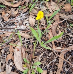 Goodenia pinnatifida at Lake Burley Griffin West - 3 Dec 2023 12:36 PM