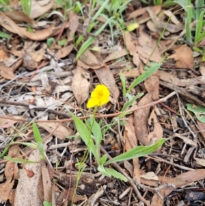 Goodenia pinnatifida at Lake Burley Griffin West - 3 Dec 2023 12:36 PM