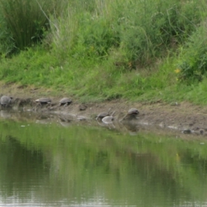 Chelodina longicollis at Wallaroo, NSW - 1 Dec 2023 11:10 AM