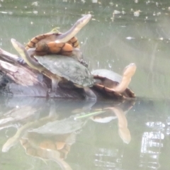 Chelodina longicollis (Eastern Long-necked Turtle) at Wright, ACT - 1 Dec 2023 by Christine