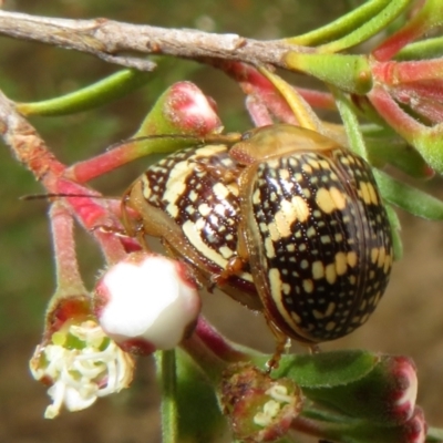 Paropsis pictipennis (Tea-tree button beetle) at Block 402 - 1 Dec 2023 by Christine