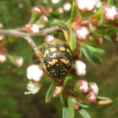 Paropsis pictipennis at Block 402 - 1 Dec 2023