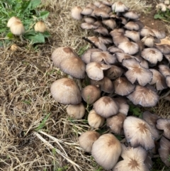 Coprinellus etc. (An Inkcap) at Alpine Shire - 3 Dec 2023 by jks