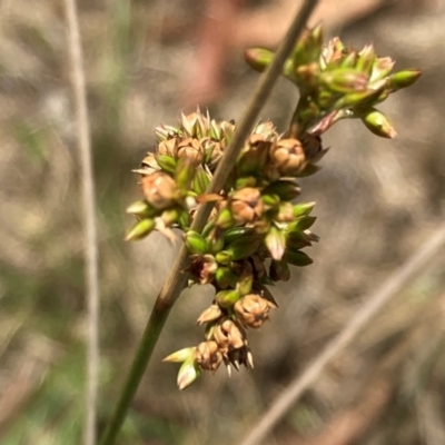 Juncus subsecundus (Finger Rush) at Campbell, ACT - 2 Dec 2023 by SilkeSma