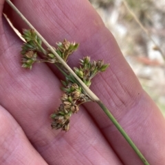 Juncus subsecundus at Campbell, ACT - 3 Dec 2023