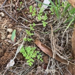 Cheilanthes sieberi subsp. sieberi (Narrow Rock Fern) at Campbell, ACT - 3 Dec 2023 by SilkeSma